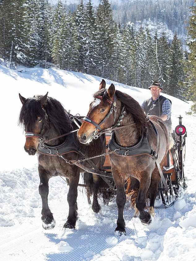 Gruppe fährt mit Pferdeschlitten durch eine verschneite Landschaft